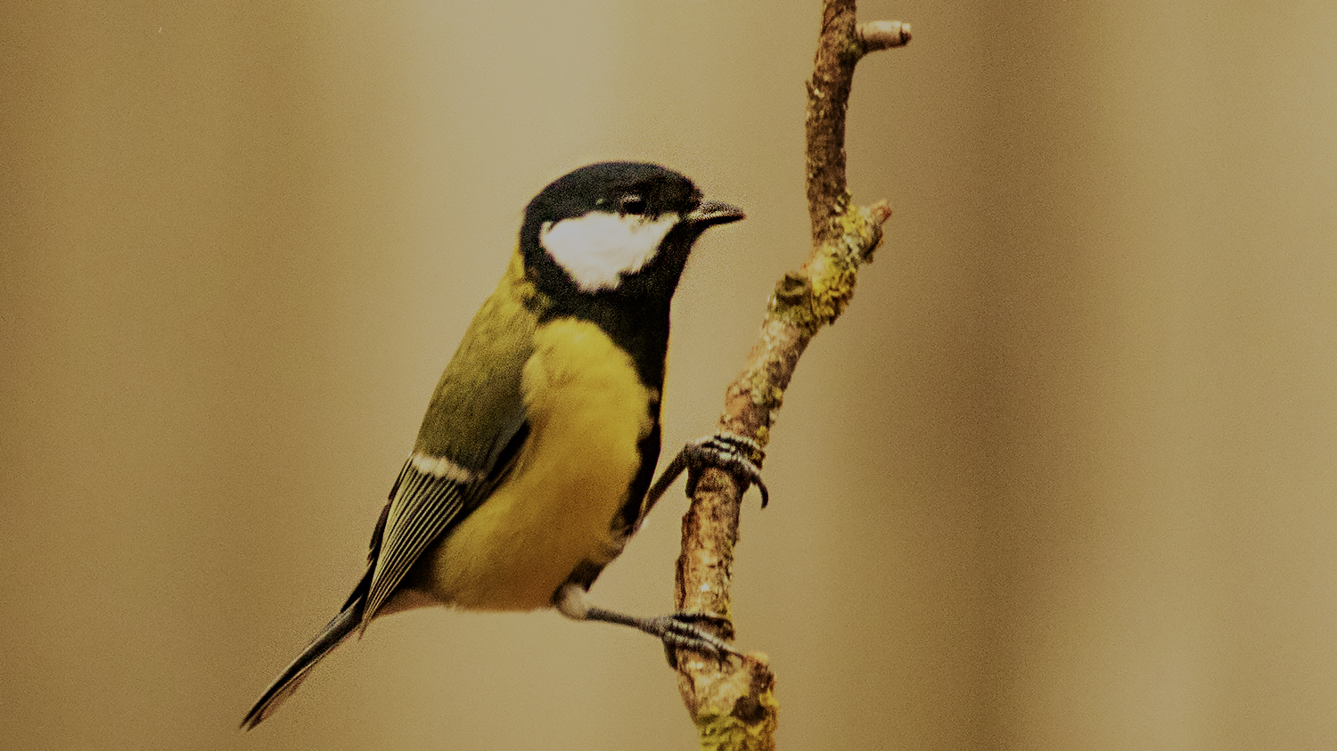 Great Tit